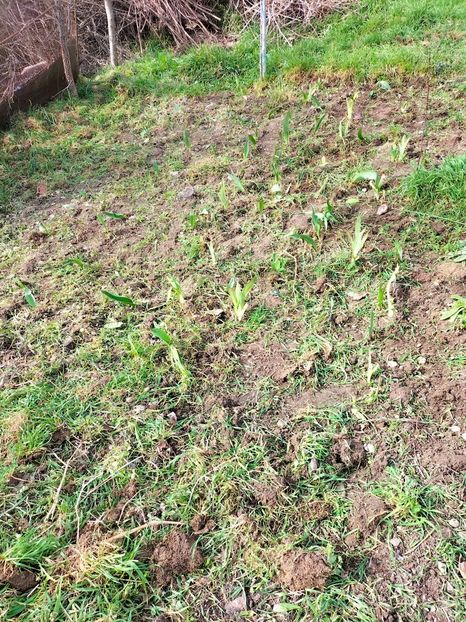 IMG20230314142041 - Gradina 2023