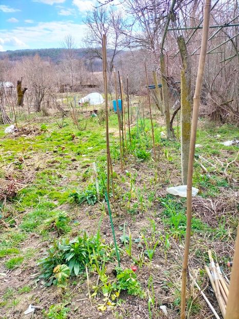 IMG20230308131644 - Gradina 2023