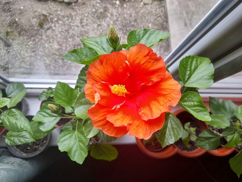  - 1 Bucurii nemuritoare 2023