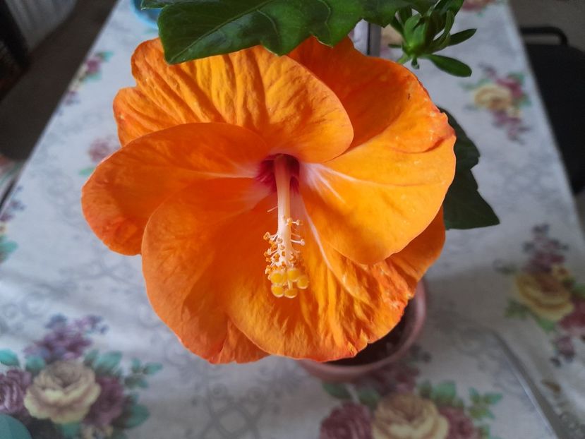  - 1 Bucurii nemuritoare 2023