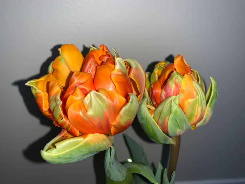  - Plante de interior 2023