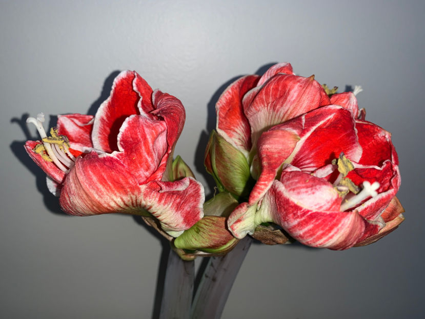  - Plante de interior 2023