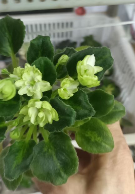  - N - Snezhnyi Georgin zzz