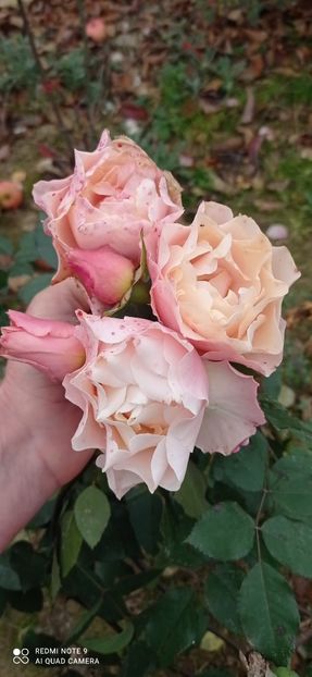  - 0-TRANDAFIRI DISPONIBILI 2023