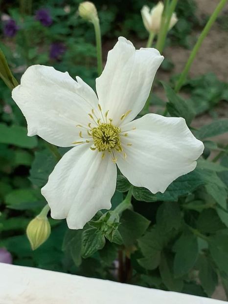  - Clematis Montana Prosperity 2022- 2023