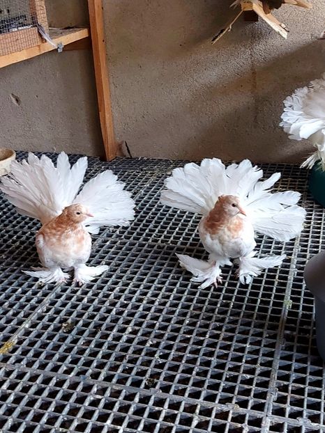 Pereche 2022 - Voltati indieni - Vanduti sau donati