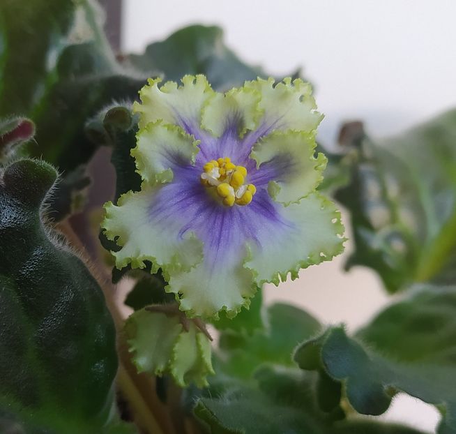 18 martie 2023 - RM Illyria