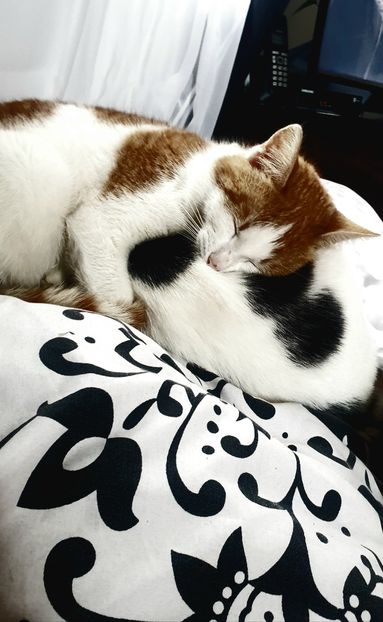  - Universul si Natura