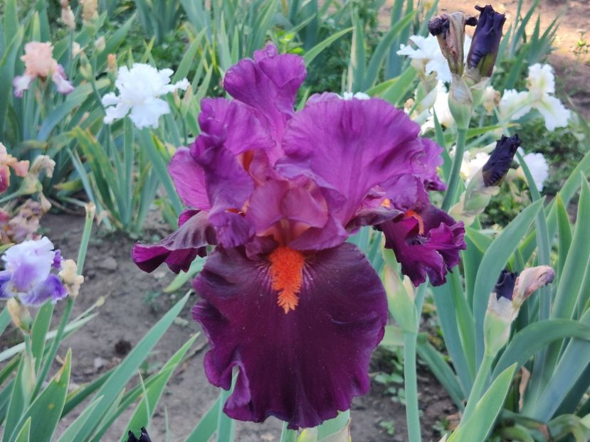 Sharp dressed man - Sa - Z