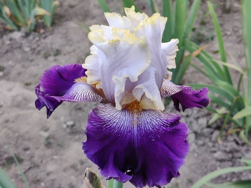 Slovak prince - Sa - Z