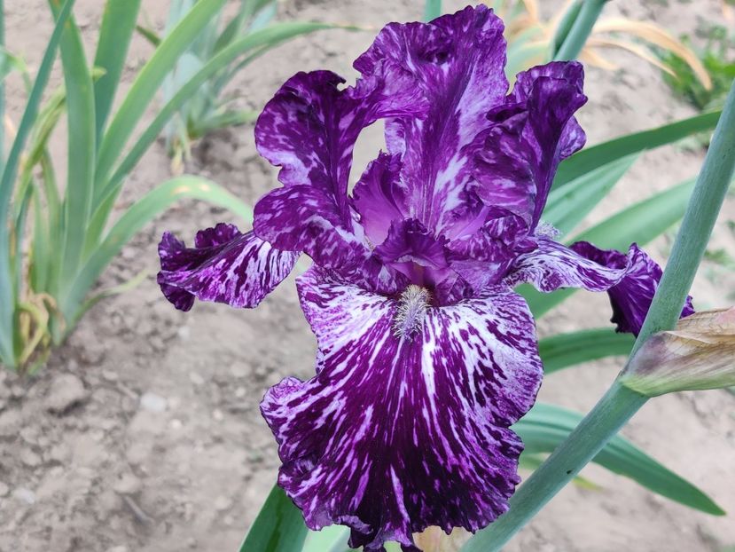 Splatter matters - Sa - Z