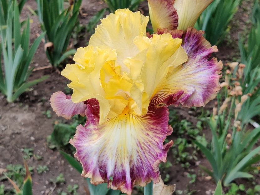 Spring celebration - Sa - Z