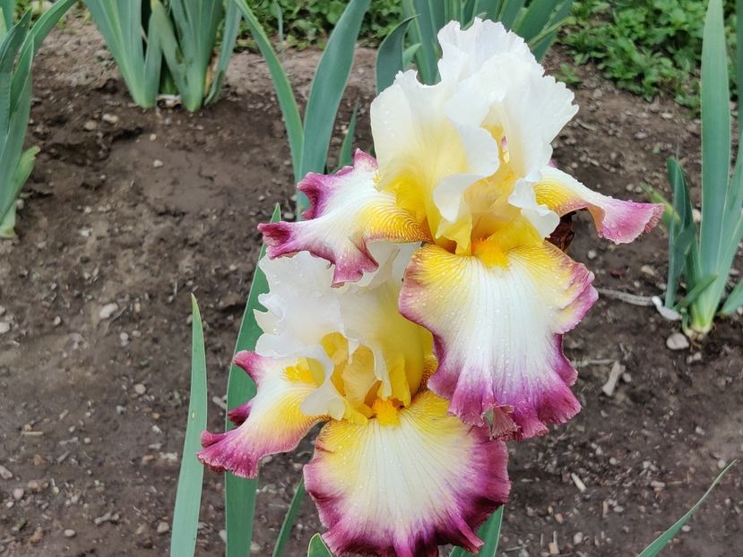 Starship enterprise - Sa - Z