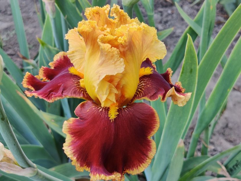 Stop the traffic - Sa - Z