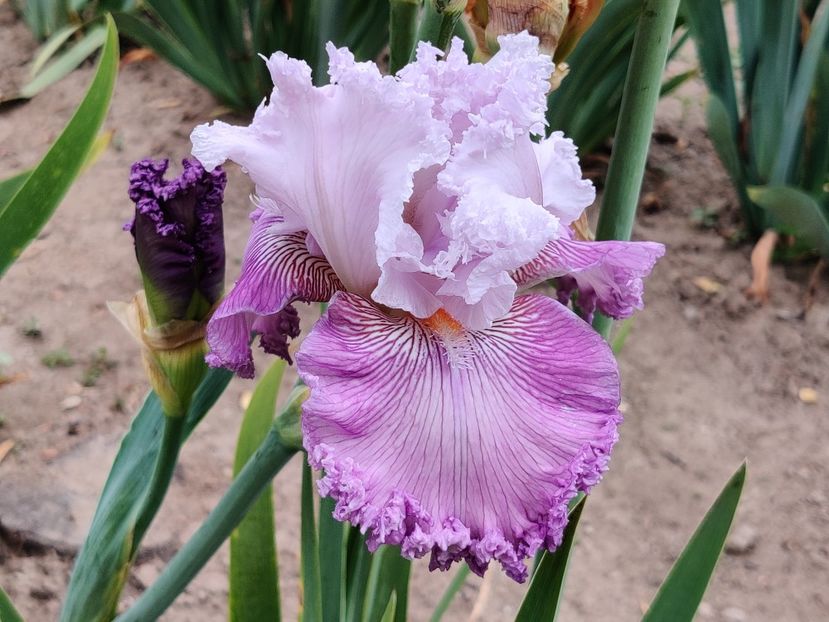 Sugar Marilyn - Sa - Z