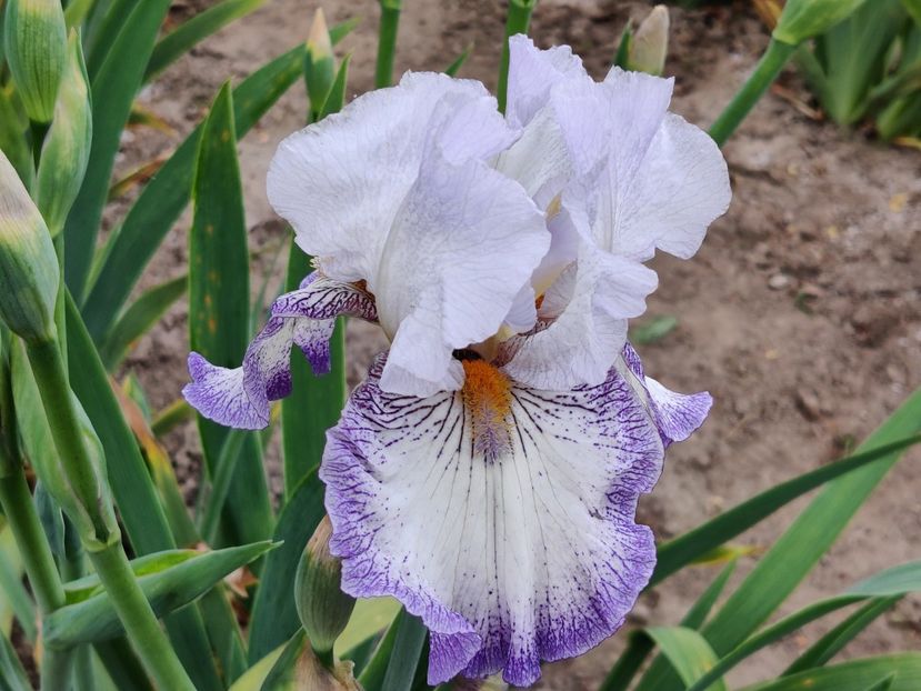 Spinning wheel - Sa - Z