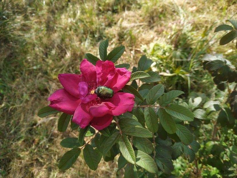 Rotes Phaenomenon - Rotes Phaenomen