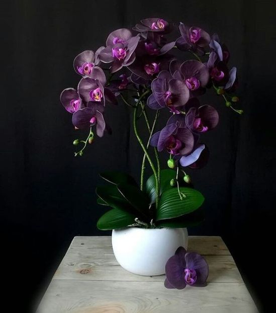 0ffe8df2219018d6265c7910b4ea31d7 - Orhidee