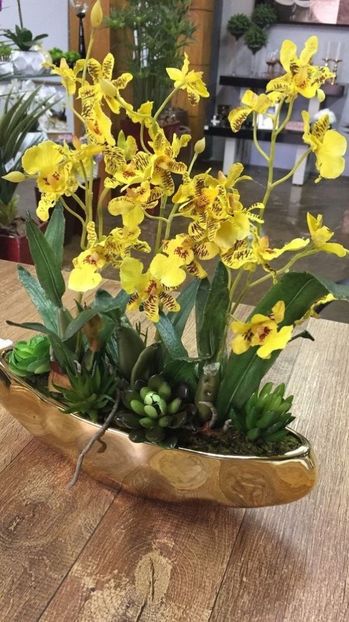 59e80270898bf728cc180c647d2213e3 - Orhidee