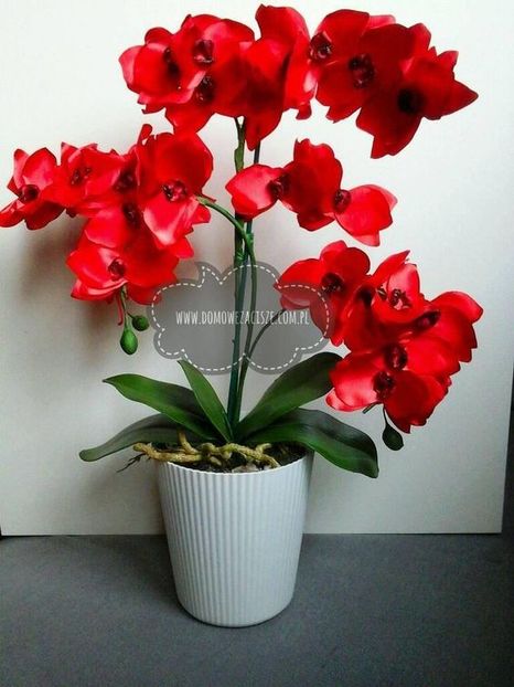 496d971320c1d736ac7e13d94ed6d5ff - Orhidee