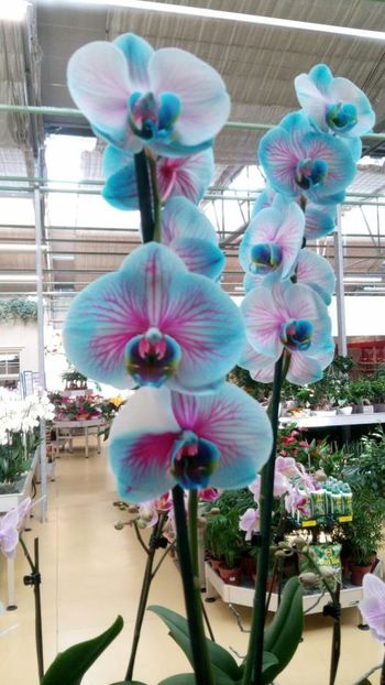 657e37b71b9e7bc2bb83fcd67192f21d - Orhidee