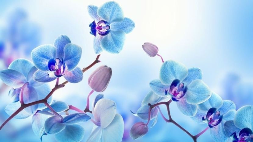 874f2ee4ae350d3d4cabc64ada33c8dd - Orhidee