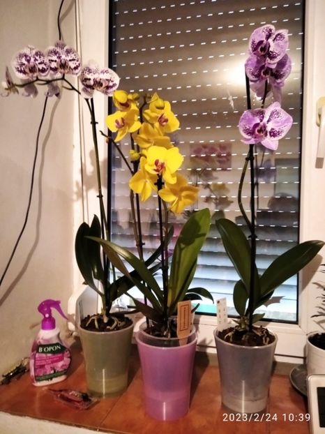 958d2fd2-3656-4067-9887-1abf3b7a435c - Orhidee