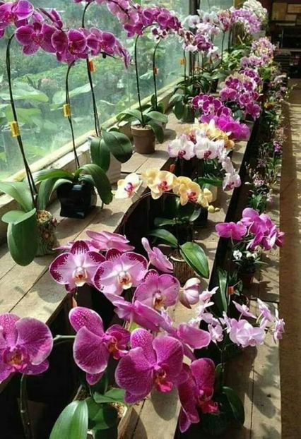 1277a1ada44cd0f653e24b7c3ae9da9c - Orhidee