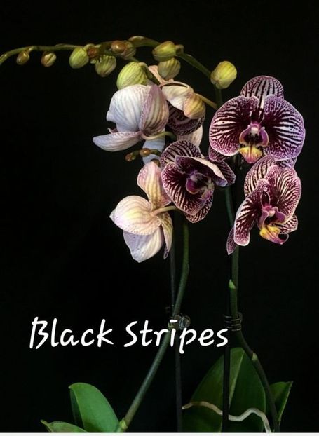 3259c3cbc99b77f184e6502d4eadddf2 - Orhidee