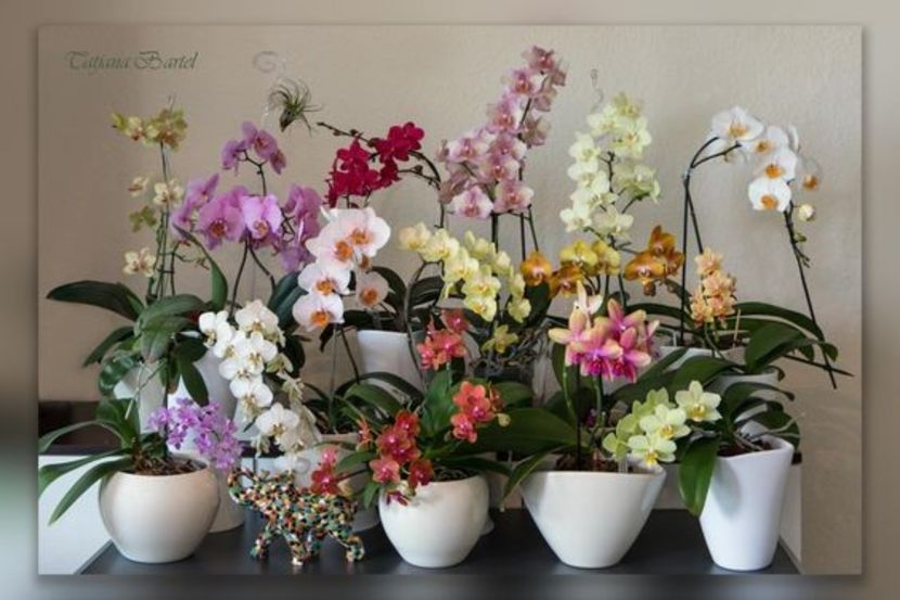 7183a841b9769555688498f6947d846b - Orhidee