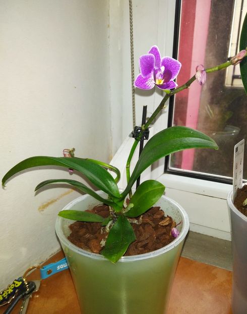 1131112b-b088-4b90-9d29-bb7f036777ed - Orhidee