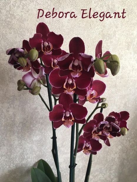 1379513ad3293e62f17134a826ef0ed1 - Orhidee