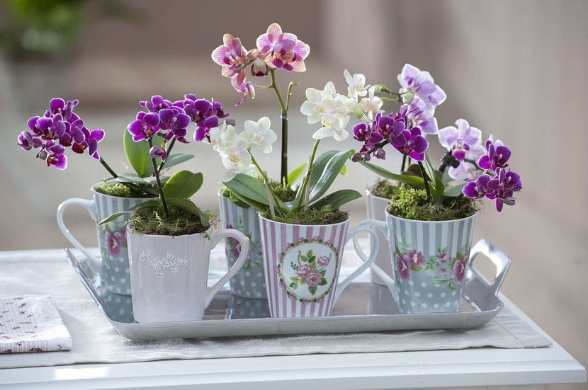 Cups-with-Mini-Orchids-Phalaenopsis-Little-Lady - Orhidee