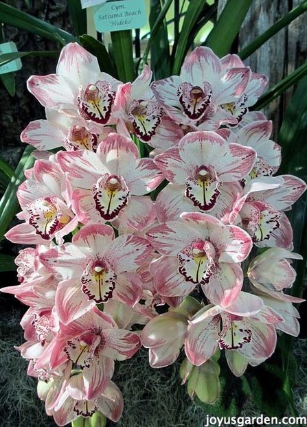 Cymbidium Orchids - Orhidee
