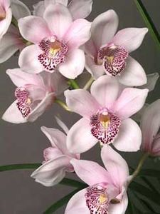 d55371236de357ce4345e116e769b9a4 - Orhidee