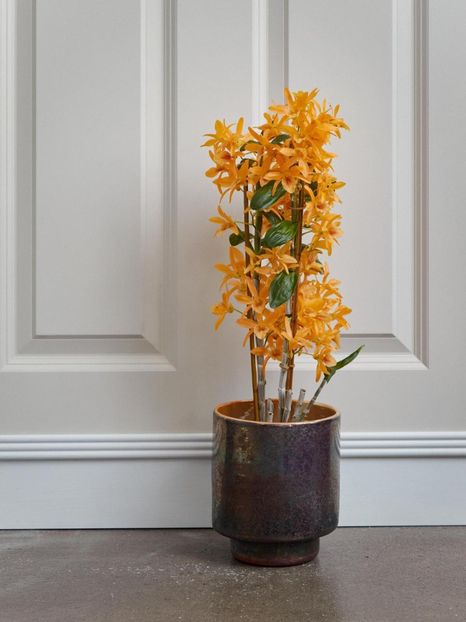 Dendrobium Firebird  Nobile special. - Orhidee