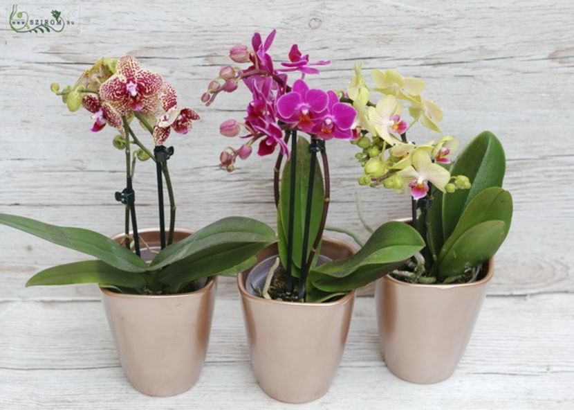 dwarf phalaenopsis orchid - Orhidee