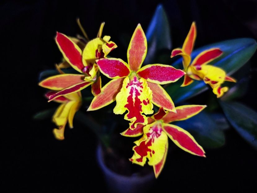 Epicatanthe Hsiang Yu Gold Coast1 - Orhidee