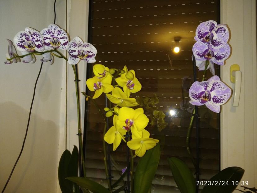 f4fc5427-4ec8-41f0-a0be-89ff2108dba2 - Orhidee