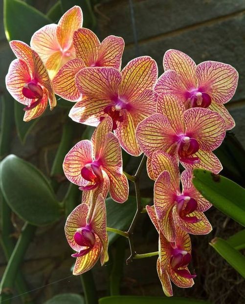 f12ff78d4852b666c89486a3d29311d8 - Orhidee