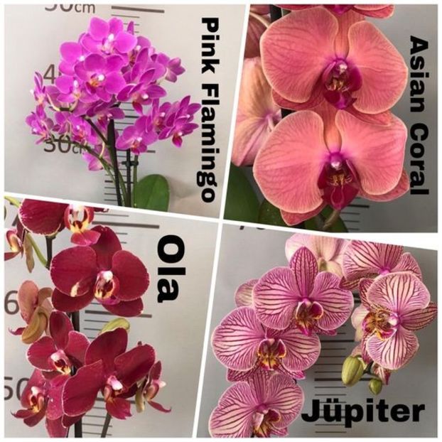 f54566f82d0f54a2369c69babd0754e9 - Orhidee