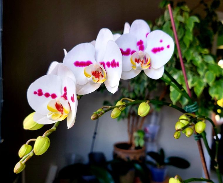 FDDHmfwXsAAYFrq - Orhidee