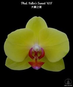 Fulleys Sunset - Orhidee