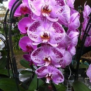 Harlequin Phalaenopsis - Orhidee