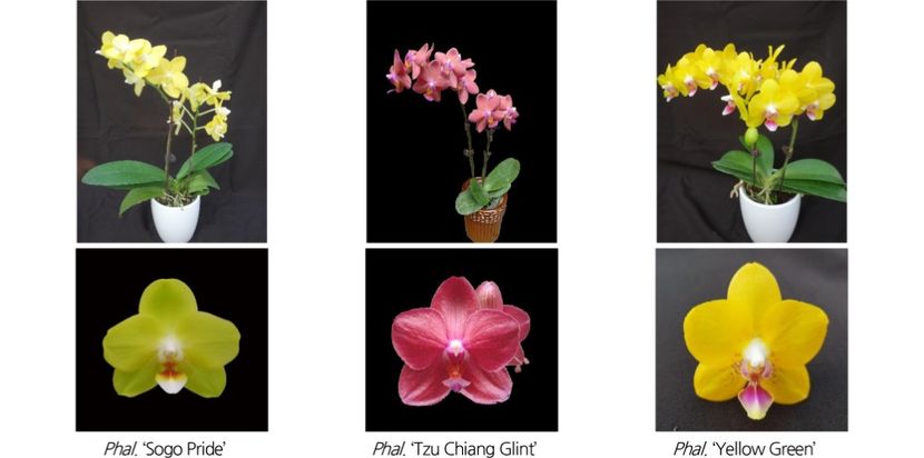 HST_37_04_12_F4 - Orhidee