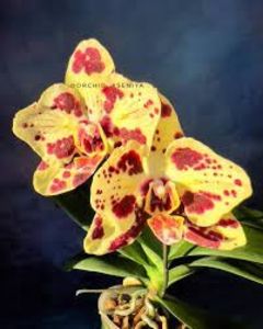 Kseniya Tumanina  2 - Orhidee