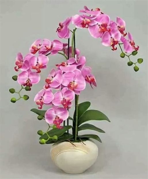 Lidya Mireya - Orhidee