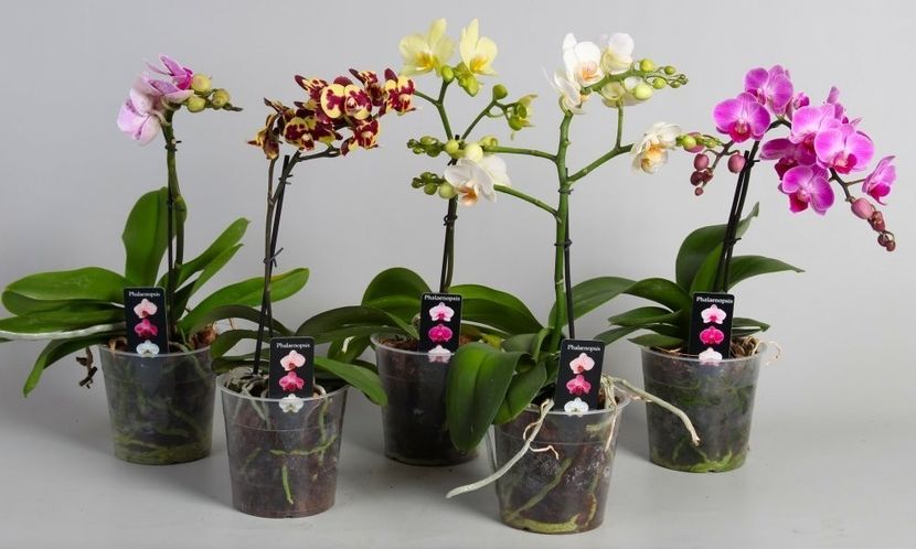 luxury-phalaenopsis-lucky-dip-moth-orchid-12b - Orhidee