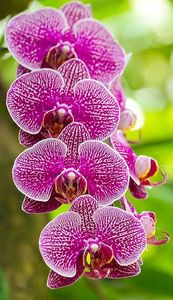 Moody Gardens - Orhidee