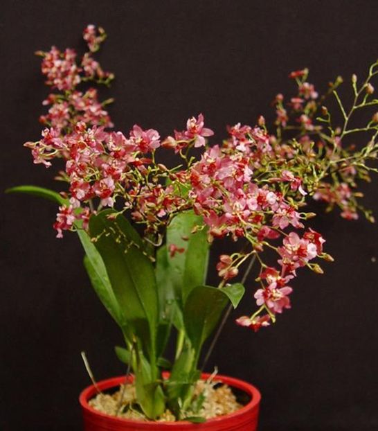 Oncidium Twinkle 'Red Fantasy' - Orhidee